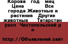 Корова 1 год 4 мец › Цена ­ 27 000 - Все города Животные и растения » Другие животные   . Татарстан респ.,Чистопольский р-н